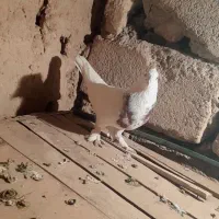 کبوتر رنگی|پرنده|شاهرود, |دیوار