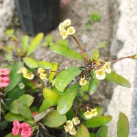 گل و گیاه مرجان گلدار فضای سبز|گل و گیاه طبیعی|تهران, هفده شهریور|دیوار