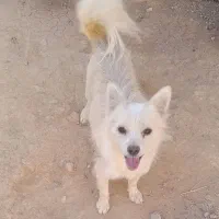 سگ خارجی پاپی