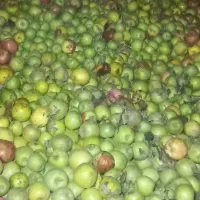 خریدار سیب شهدی زیر درختی