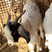 یه عدد کهره نر چاق