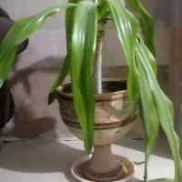گل برگ موزی عتیقه