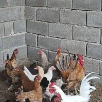 مرغ و خروس|حیوانات مزرعه|بهبهان, |دیوار