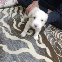 شیتزو|سگ|مشهد, احمدآباد|دیوار