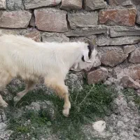 کهره نر سرحال