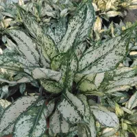 آگلونما برفی