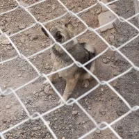 واگذاری سگ|سگ|مبارکه, |دیوار