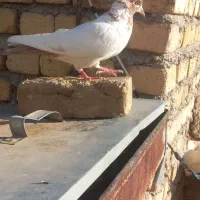 ماده دم زرد|پرنده|سیلاخور, |دیوار