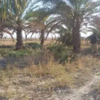 فروش بچه نخل صادراتی