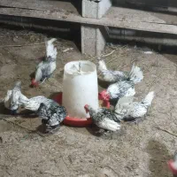 مرغ و خروس سبرایت پولک منظم|حیوانات مزرعه|شلمان, |دیوار