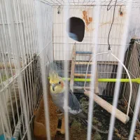 عروس هلندی نر