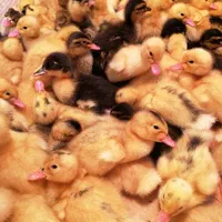 جوجه اردک پکنی