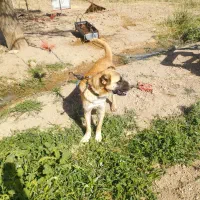 سگ افغان قیمت مناسب، دیوانه|سگ|میلاجرد, |دیوار