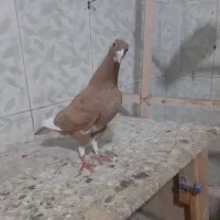 کبوتر ‌نر‌مینا‌زرد