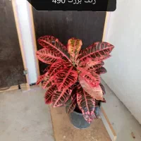 گیاه آپارتمانی دیفن و غیره|گل و گیاه طبیعی|وحدتیه, |دیوار