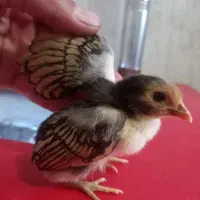 جوجه سیبرایت ریز جثه اصیل