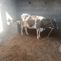 گاوشیری با گوساله ماده