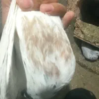 کفتر هفت رنگ نر تیکه دار|پرنده|سبزوار, قصبه شرقی|دیوار