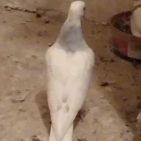 طوقی آبی پرشی