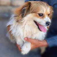 سگ پاکوتاه پیکینیز شکم پور|سگ|زنجان, |دیوار