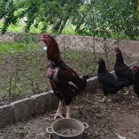 فروش مرغ و خروس