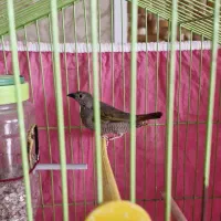 فنچ پتیلا بال زرد ماده|پرنده|اصفهان, گلزار|دیوار