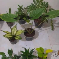 ۱۰ عدد گل فقط تا امشب