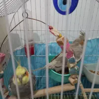 یه جفت عروس هلندی