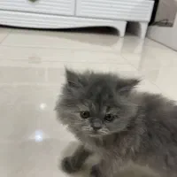 واگذاری بچه گربه ۲ ماهه|گربه|ارومیه, |دیوار