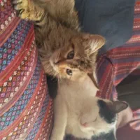 دخترای کوچولو|گربه|شیراز, سیلو|دیوار