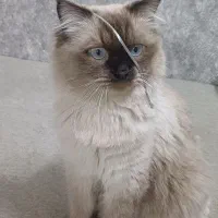 گربه هیمالین ۱ساله|گربه|تهران, افسریه شمالی|دیوار