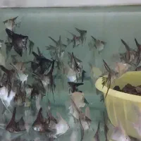 تولید و تکثیر انواع ماهی های زینتی