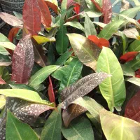 گل طبیعی فیلو ردسان، سطل ۴