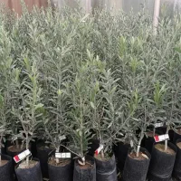 نهال های پرکیفیت و اصلاح شده|خدمات باغبانی و درختکاری|ساری, |دیوار