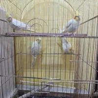 دو‌جفت عروس هلندی لوتینو|پرنده|بم, |دیوار