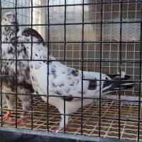 ی جفت نرو ماده پریده