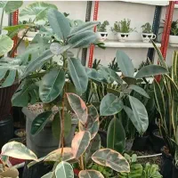 گلهای آپارتمانی جزیی وعمده