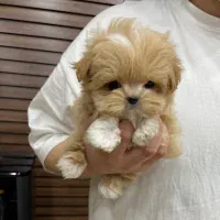 pooodle|سگ|تهران, سعادت‌آباد|دیوار