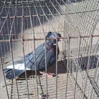 پلنگ سینه قهوه ای نروماده سینه قهوه ای وسینه سیاه