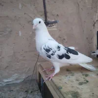 دوستان‌خریدارپیام‌بدن