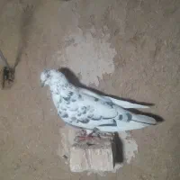 کبوتر|پرنده|شوط, |دیوار