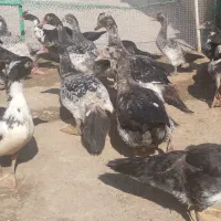 اردک|حیوانات مزرعه|هامون, |دیوار