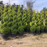 تولید و فروش انواع لاوسن ویاس و ..