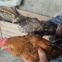 وار وخروس  حراج حراج