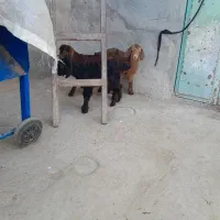 ۳راس‌بزگاله شیرخار
