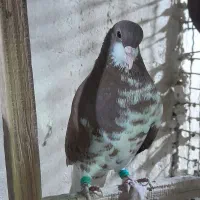 شهری بی عیب خوبو|پرنده|شیراز, تندگویان|دیوار