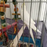 عروس هلندی لوتینو|پرنده|تهران, خزانه|دیوار