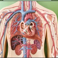 دوره طب سنتی و کایروپراکتیک با اف ۵۰ ٪مدرک معتبر|خدمات آموزشی|اهواز, رسالت|دیوار