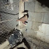 کبوتر|پرنده|برازجان, |دیوار