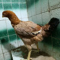 مرغ لاری کرکشو|حیوانات مزرعه|رشت, استقامت ۱|دیوار